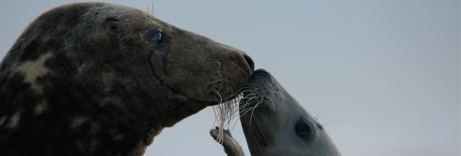 HT-Natuurfotografie-Slider-6