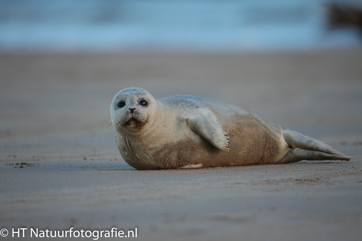 Zeehond