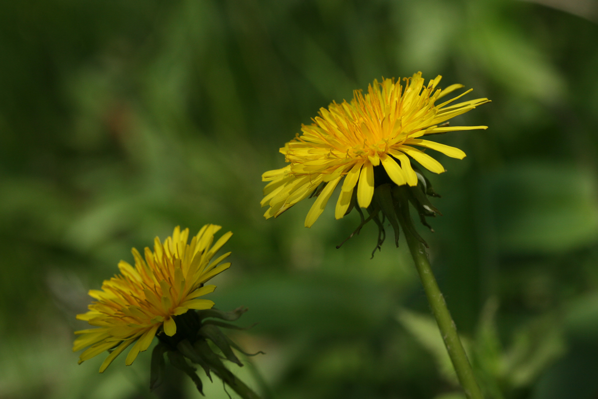 Paardenbloem